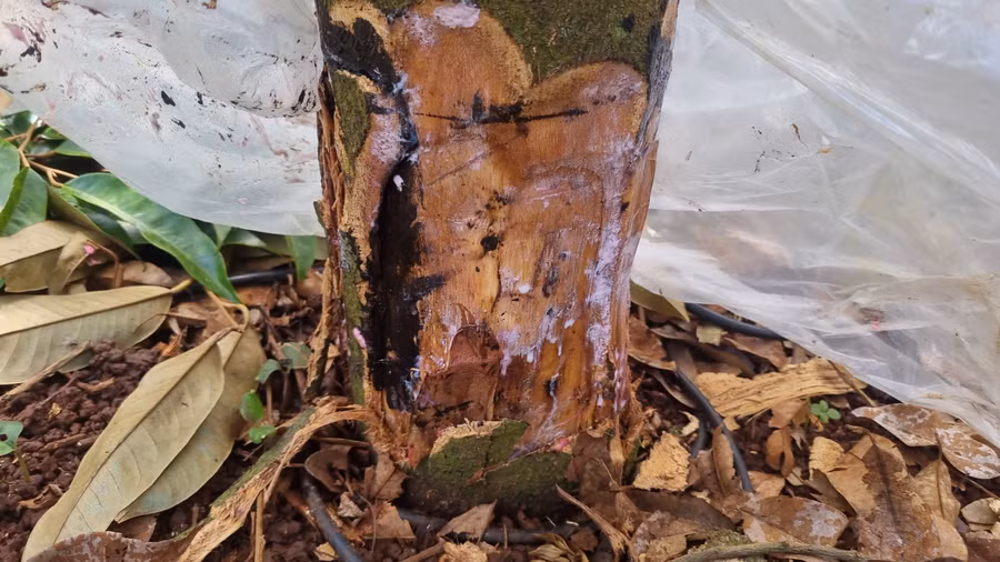 Những gốc cây sầu riêng của gia đình chị Ngô Thị Hiền bị chặt sát gốc. Ảnh: Hà Phương