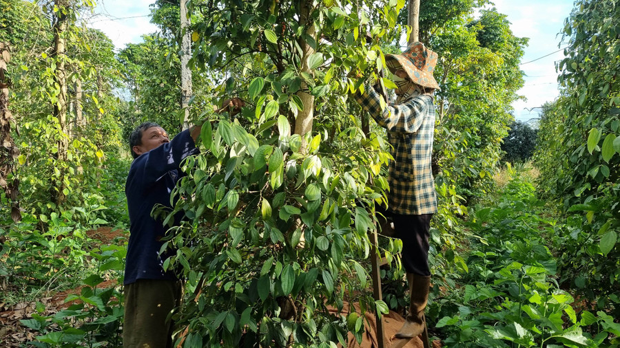 Nông dân Gia Lai tất bật vào vụ thu hoạch hồ tiêu. Ảnh: Hà Phương