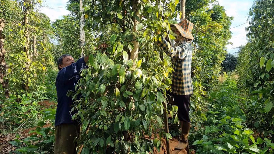 Nông dân Gia Lai tất bật vào vụ thu hoạch hồ tiêu. Ảnh: Hà Phương