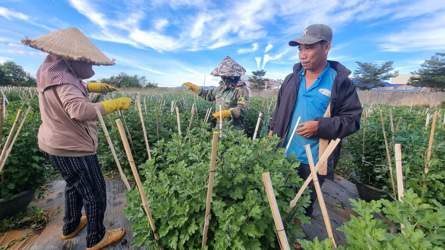 Tại xã Trà Đa, phường Thắng Lợi là vùng trồng hoa lay ơn, hoa cúc nhiều nhất ở TP. Pleiku, các nhà vườn cũng đang hối hả chăm sóc vụ hoa Tết. Các thành viên trong gia đình anh Lê Hoài Nhơn (thôn 6, xã Trà Đa) đang tất bật cắt cành, tỉa lá, dưỡng cây cho từng chậu hoa cúc pha lê.