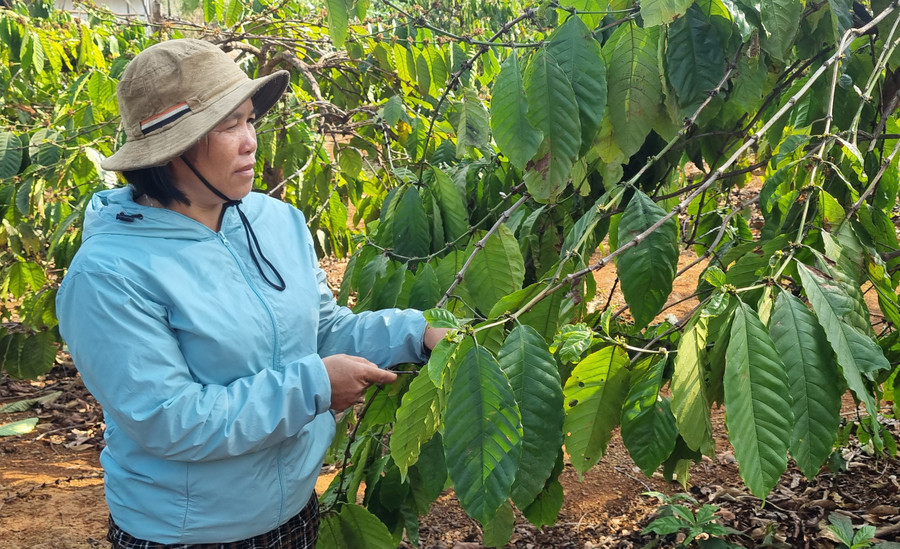 Nhờ nguồn vốn tín dụng ưu đãi đã giúp cho hộ nghèo, hộ cận nghèo trên địa bàn huyện Đức Cơ đầu tư sản xuất, vươn lên thoát nghèo bền vững. Ảnh: Hà Phương Nhờ nguồn vốn tín dụng ưu đãi đã giúp cho hộ nghèo, hộ cận nghèo trên địa bàn huyện Đức Cơ đầu tư sản xuất, vươn lên thoát nghèo bền vững. Ảnh: Hà Phương