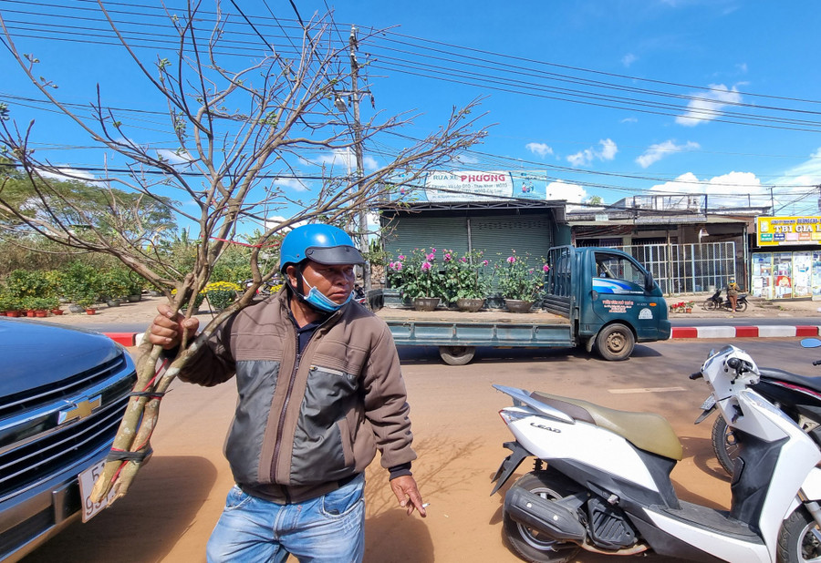 Do không khí lạnh kéo dài nên mai nở chậm hơn so với những năm trước. Rất nhiều cành đang ôm ấp những nụ hoa chờ Tết đến. Do không khí lạnh kéo dài nên mai nở chậm hơn so với những năm trước. Rất nhiều cành đang ôm ấp những nụ hoa chờ Tết đến.