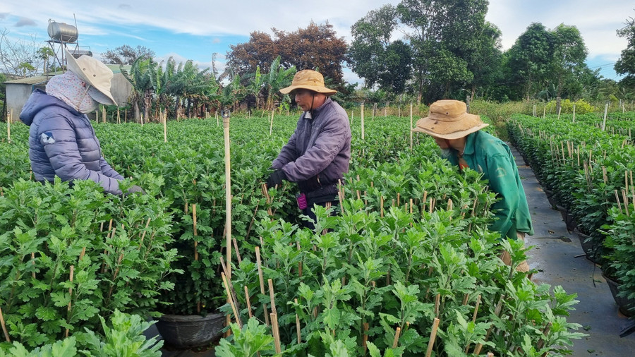 Những ngày này, tại các nhà vườn trồng hoa cúc, lay ơn, hoa mai tại phường Thắng Lợi, Yên Thế và xã Trà Đa (TP. Pleiku) nhiều nông dân đang hối hả chăm sóc tỉ mỉ từng chậu hoa với mong muốn hoa nở đúng vào dịp Tết để gia đình có khoản thu nhập khá. Những ngày này, tại các nhà vườn trồng hoa cúc, lay ơn, hoa mai tại phường Thắng Lợi, Yên Thế và xã Trà Đa (TP. Pleiku) nhiều nông dân đang hối hả chăm sóc tỉ mỉ từng chậu hoa với mong muốn hoa nở đúng vào dịp Tết để gia đình có khoản thu nhập khá.