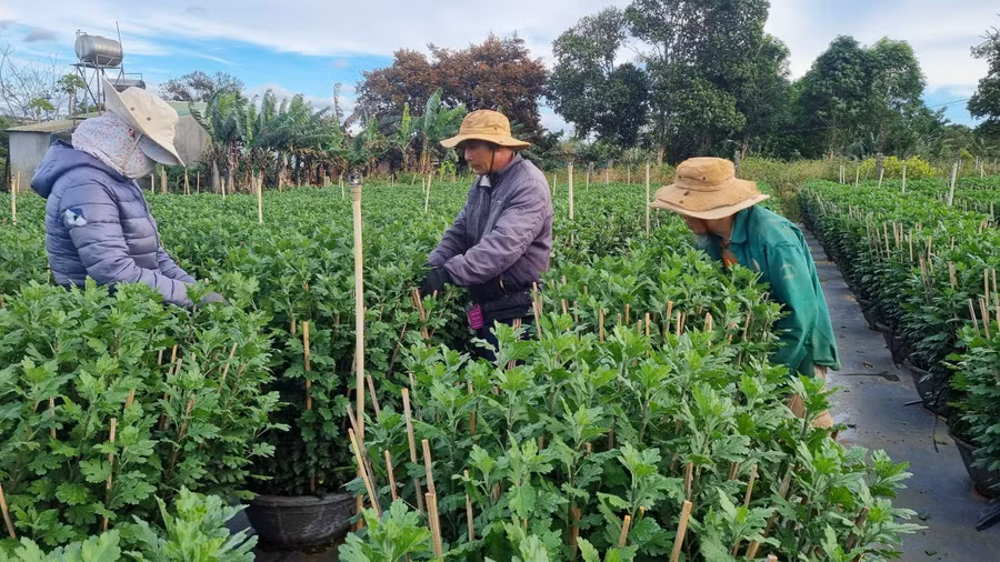Những ngày này, tại các nhà vườn trồng hoa cúc, lay ơn, hoa mai tại phường Thắng Lợi, Yên Thế và xã Trà Đa (TP. Pleiku) nhiều nông dân đang hối hả chăm sóc tỉ mỉ từng chậu hoa với mong muốn hoa nở đúng vào dịp Tết để gia đình có khoản thu nhập khá.