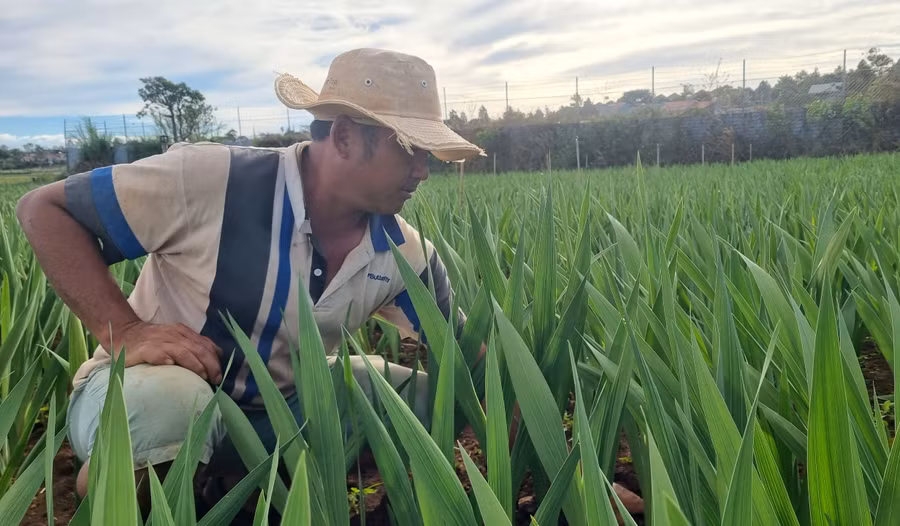 Gia đình anh Mai Xuân Thương (thôn 1, xã Trà Đa) trồng khoảng 2 sào hoa lay ơn. Với 1 sào hoa chi phí đầu tư khoảng 30 triệu đồng. “Hy vọng năm nay hoa nở đúng dịp và bán được giá để gia đình đón một cái Tết vui vẻ, ấm cúng”-anh Thương nói.
