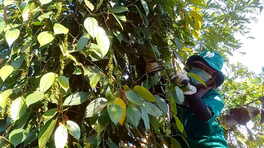 Nông dân Chư Păh thu hoạch hồ tiêu. Ảnh: K.P