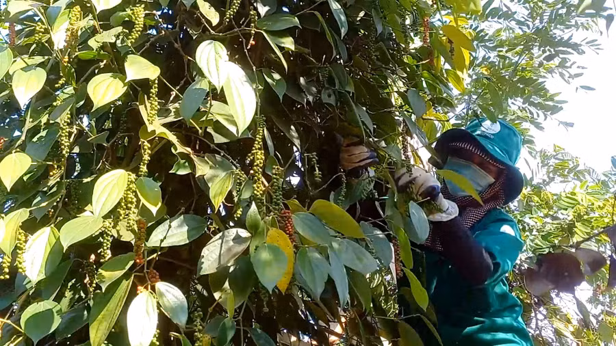 Nông dân Chư Păh thu hoạch hồ tiêu. Ảnh: K.P