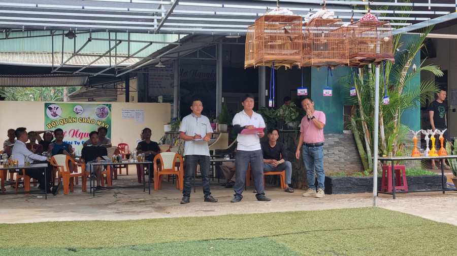 Những chú chim chào mào tham gia hội thi. Ảnh: Hà Phương