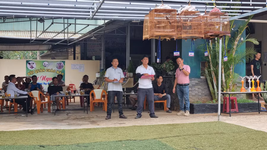 Những chú chim chào mào tham gia hội thi. Ảnh: Hà Phương