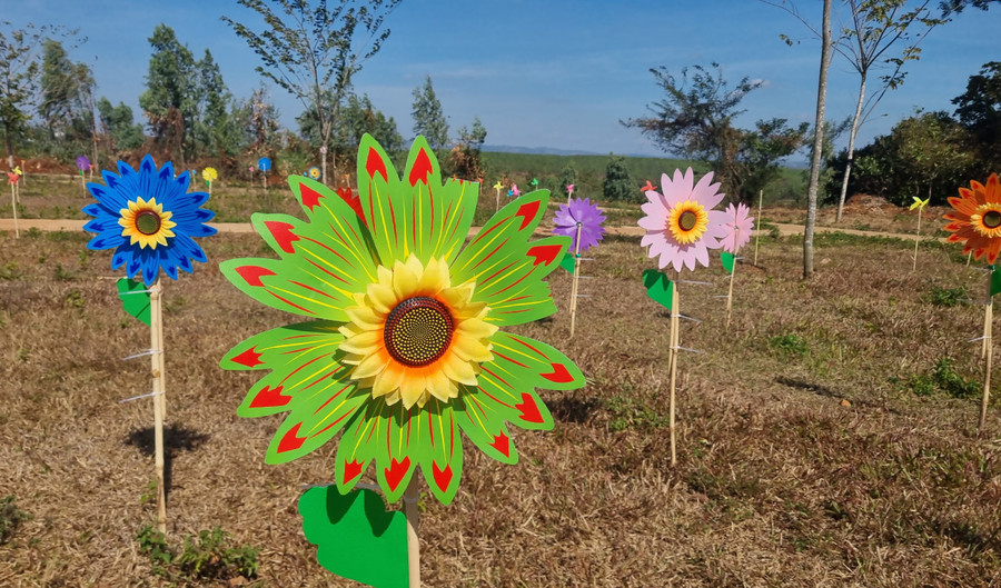 Ngắm nhìn những bông hoa chong chóng quay trong gió, bất cứ ai cũng có cảm giác bình yên.