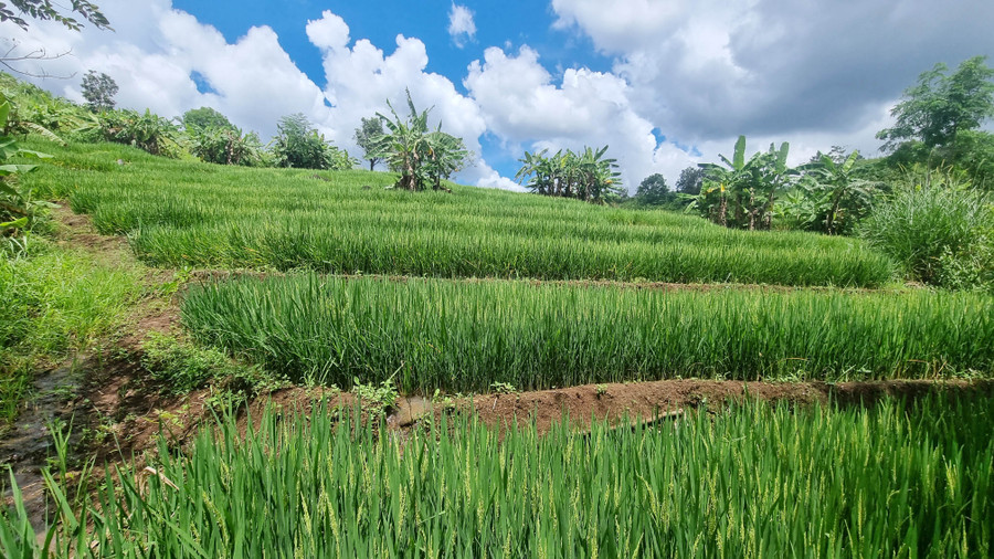 Cuối tháng 10 là thời điểm lúa bắt đầu chín, đây cũng là lúc ruộng bậc thang trở nên đẹp nhất.