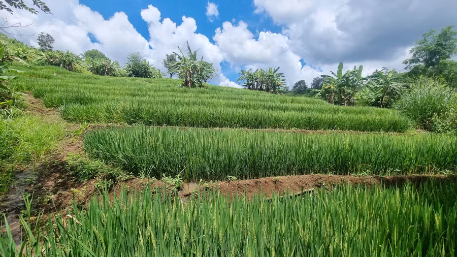 Cuối tháng 10 là thời điểm lúa bắt đầu chín, đây cũng là lúc ruộng bậc thang trở nên đẹp nhất.