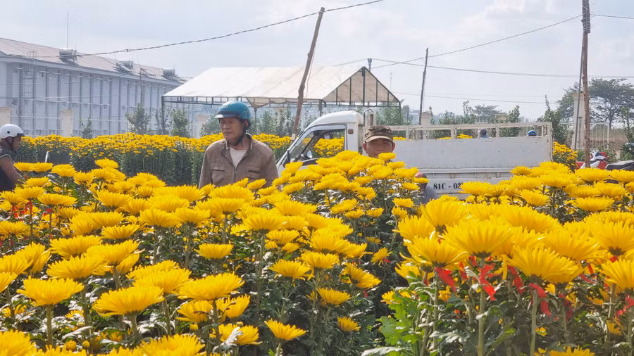 Chiều 30 Tết các quầy hàng hoa cúc vẫn còn rất nhiều.