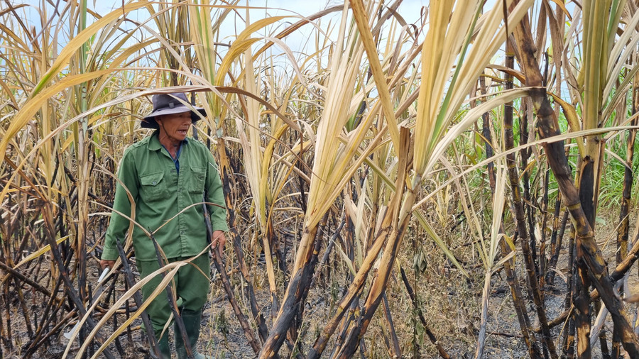 Ông Nguyễn Mẫn buồn bã bên ruộng mía của gia đình bị cháy rụi. Ảnh: Hà Phương