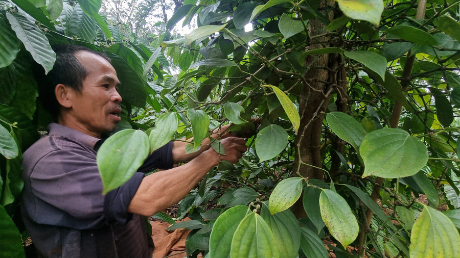 Gia đình ông Nguyễn Tấn Lục (thôn 4, xã Ia Hlốp, huyện Chư Sê) có 600 trụ tiêu cho thu hoạch, song năng xuất cũng không cao. Ảnh: Hà Phương