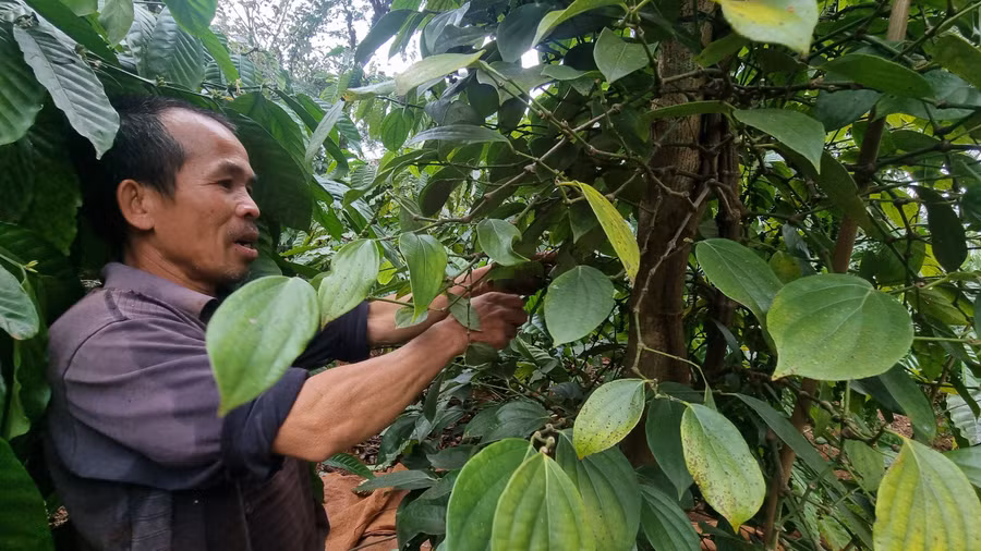 Gia đình ông Nguyễn Tấn Lục (thôn 4, xã Ia Hlốp, huyện Chư Sê) có 600 trụ tiêu cho thu hoạch, song năng xuất cũng không cao. Ảnh: Hà Phương Gia đình ông Nguyễn Tấn Lục (thôn 4, xã Ia Hlốp, huyện Chư Sê) có 600 trụ tiêu cho thu hoạch, song năng xuất cũng không cao. Ảnh: Hà Phương