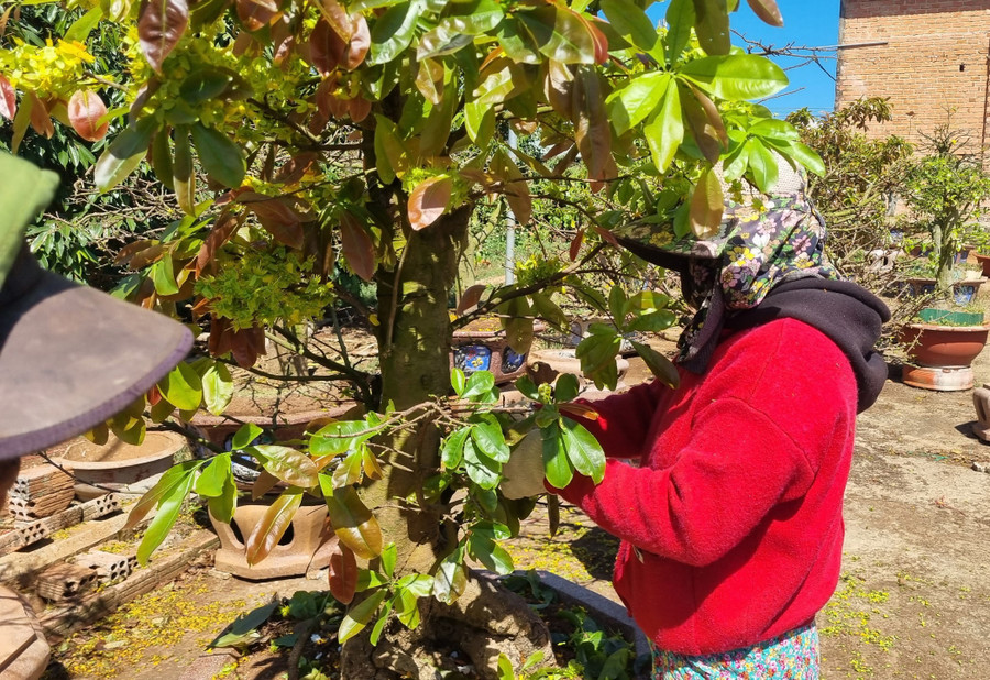 Những chậu mai sau khi chưng Tết thường bị suy yếu, nên nhà vườn phải cắt tỉa cành. Những chậu mai sau khi chưng Tết thường bị suy yếu, nên nhà vườn phải cắt tỉa cành.
