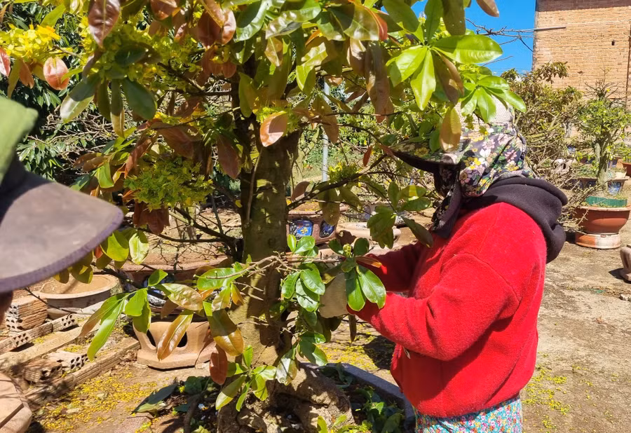 Những chậu mai sau khi chưng Tết thường bị suy yếu, nên nhà vườn phải cắt tỉa cành.