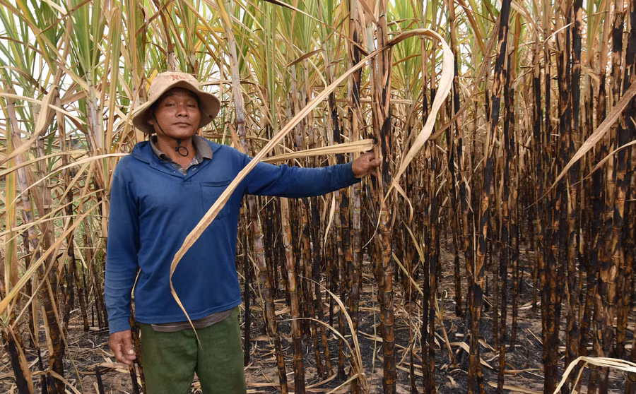Nhiều nông dân xã Ia Piar bị thiệt hại nặng nề do mía cháy. Ảnh: Hà Phương Nhiều nông dân xã Ia Piar bị thiệt hại nặng nề do mía cháy. Ảnh: Hà Phương