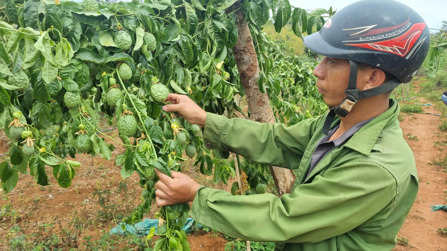 Vườn chanh dây của gia đình anh Võ Thanh Vệ bị cắt toàn bộ gốc đang dần khô héo. Ảnh: Hà Phương