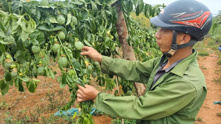 Vườn chanh dây của gia đình anh Võ Thanh Vệ bị cắt toàn bộ gốc đang dần khô héo. Ảnh: Hà Phương