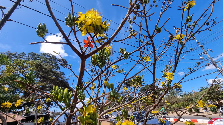 Mai rừng làm bừng lên sắc Xuân giữa phố núi Pleiku. Mai rừng làm bừng lên sắc Xuân giữa phố núi Pleiku.