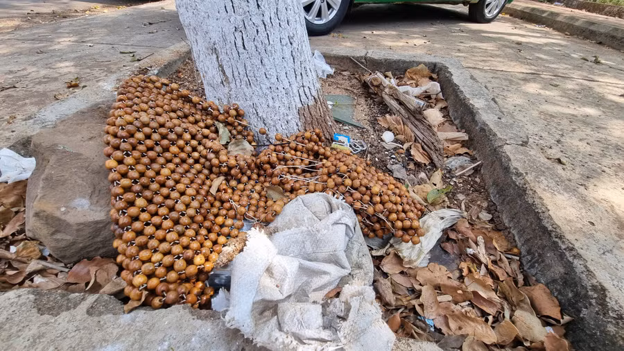 Ngay tại các hố cây xanh trước Bệnh viện Đa khoa tỉnh Gia Lai rác cũng nằm ngổn ngang.