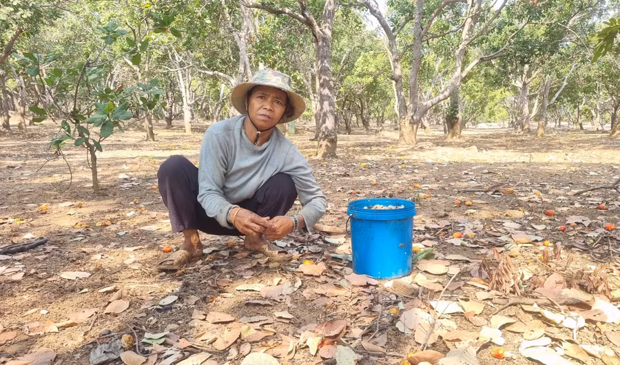 Điều rớt giá khiến nhiều nông dân không vui.