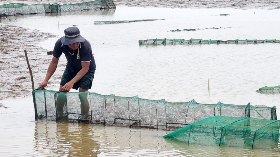 Người dân giăng lờ để bắt tép ven hồ Ayun Hạ.