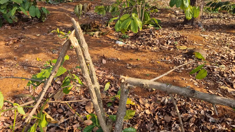 Có đến 1.069 cây cà phê của người dân tại làng O Ngó bị chặt bị chặt thân, cành. Ảnh: Hà Phương