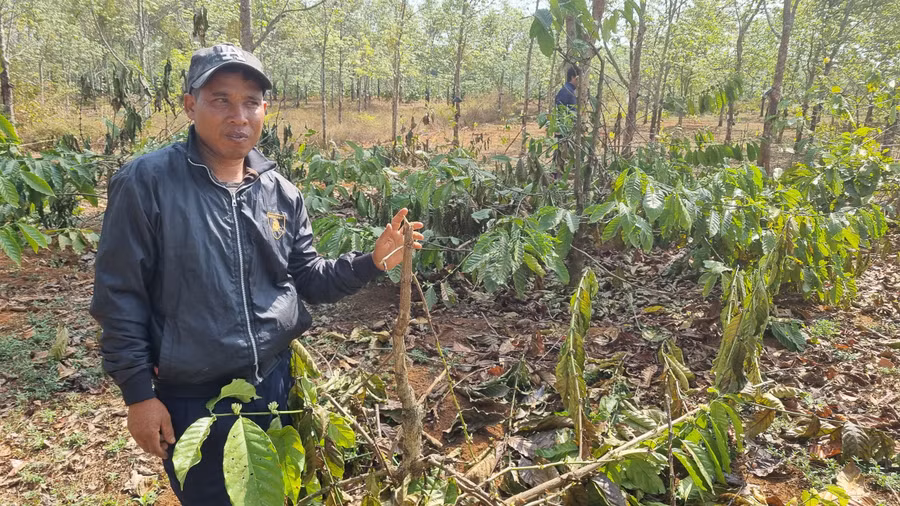 Anh Vát (làng O Ngó, xã Ia Băng) bên vườn cà phê của gia đình bị chặt phá. Ảnh: Hà Phương