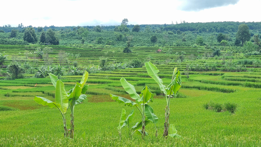 Những thửa ruộng bậc thang nối tiếp nhau xanh mướt.