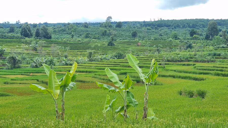 Những thửa ruộng bậc thang nối tiếp nhau xanh mướt.