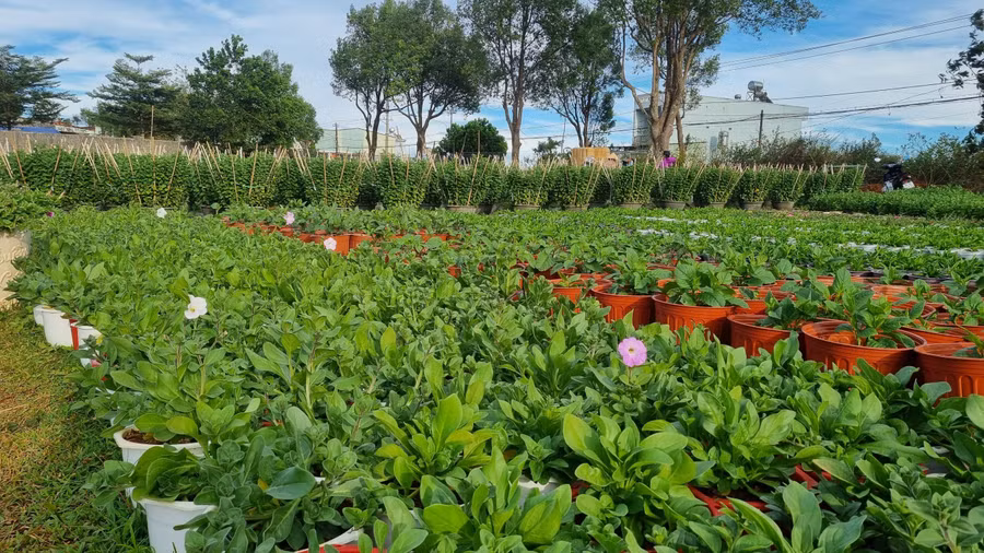 Các hộ dân tại làng hoa xã Trà Đa ngày càng trồng đa dạng nhiều loại hoa để đáp ứng nhu cầu của thị trường dịp Tết.