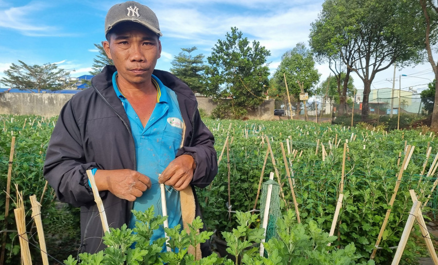 Anh Nhơn bộc bạch: “Năm nay, thời tiết rất thuận lợi, bắt đầu từ đầu tháng 7 Âm lịch tôi xuống giống trồng gần 500 chậu hoa cúc pha lê. Hiện vườn hoa của tôi thương lái đã đặt cọc để mua hết rồi, giờ gia đình chỉ chăm sóc đến thời điểm thì giao cho khách. Trung bình mỗi chậu hoa cúc tôi bán cho thương lái với giá từ 220-320 ngàn đồng”. Anh Nhơn bộc bạch: “Năm nay, thời tiết rất thuận lợi, bắt đầu từ đầu tháng 7 Âm lịch tôi xuống giống trồng gần 500 chậu hoa cúc pha lê. Hiện vườn hoa của tôi thương lái đã đặt cọc để mua hết rồi, giờ gia đình chỉ chăm sóc đến thời điểm thì giao cho khách. Trung bình mỗi chậu hoa cúc tôi bán cho thương lái với giá từ 220-320 ngàn đồng”.