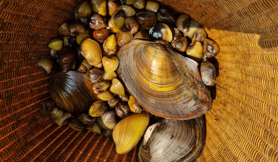 Hến ở hồ Ayun Hạ được nhiều người ưa chuộng vì ngọt thanh lại không có mùi bùn đất.