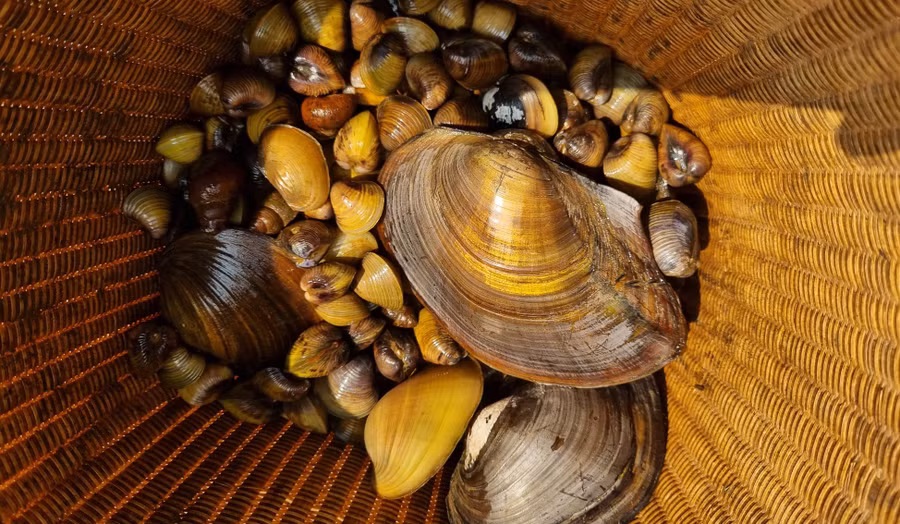 Hến ở hồ Ayun Hạ được nhiều người ưa chuộng vì ngọt thanh lại không có mùi bùn đất.