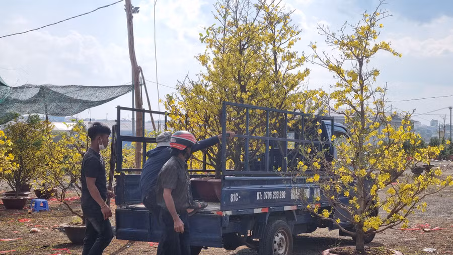 Những chậu mai không bán được, tiểu thương đành thuê xe chở về nhà chăm sóc.