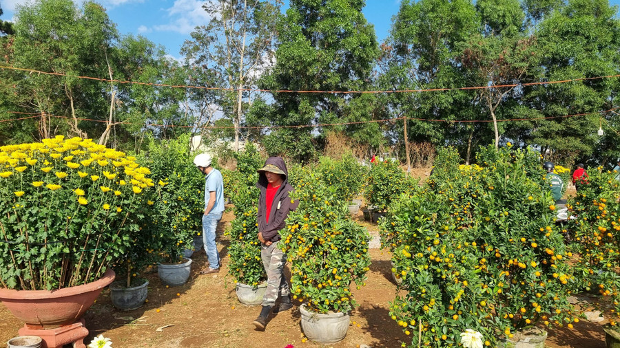 Thị trường cây hoa Tết năm nay sức mua giảm nhiều, tiểu thương lo lắng.