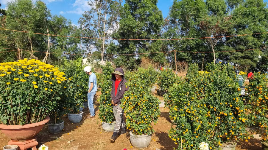 Thị trường cây hoa Tết năm nay sức mua giảm nhiều, tiểu thương lo lắng.