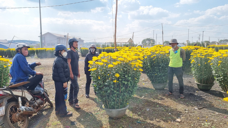 Những người bán hoa cây cảnh chấp nhận đón cái Tết muộn để mong kiếm thêm thu nhập. Những người bán hoa cây cảnh chấp nhận đón cái Tết muộn để mong kiếm thêm thu nhập.