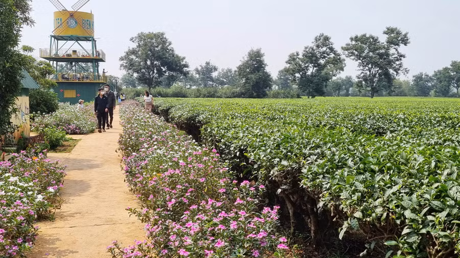 Du khách thưởng lãm cảnh quan Biển hồ chè.