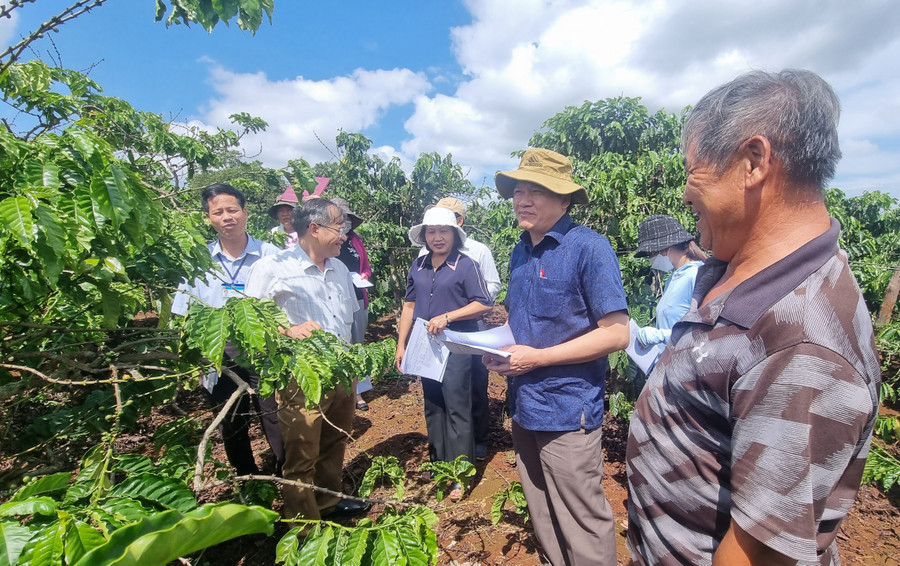 Đoàn giám sát thực tế tại vườn cà phê của gia đình ông Nguyễn Phúc Huy (thôn Mỹ Phú, xã Ia Blang, huyện Chư Sê). Ảnh: Hà Phương Đoàn giám sát thực tế tại vườn cà phê của gia đình ông Nguyễn Phúc Huy (thôn Mỹ Phú, xã Ia Blang, huyện Chư Sê). Ảnh: Hà Phương