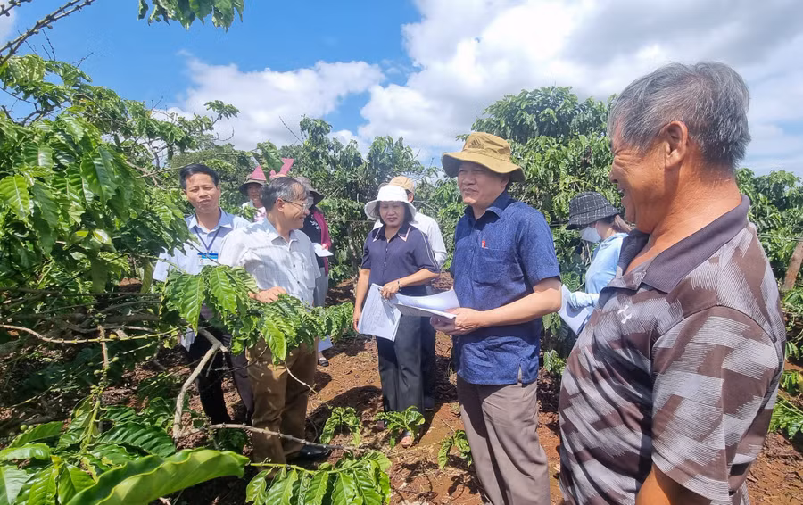 Đoàn giám sát thực tế tại vườn cà phê của gia đình ông Nguyễn Phúc Huy (thôn Mỹ Phú, xã Ia Blang, huyện Chư Sê). Ảnh: Hà Phương