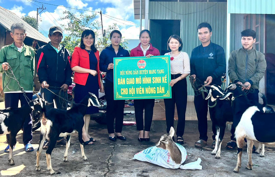 Hội Nông dân huyện Mang Yang trao dê giống sinh sản cho các hộ dân có hoàn cảnh khó khăn. Ảnh: Thùy Trang