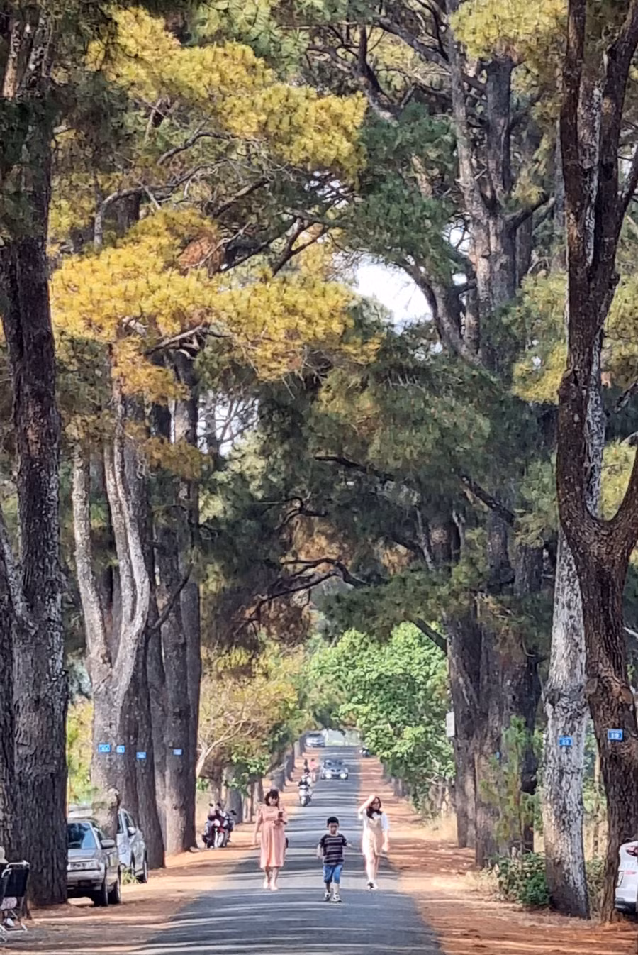 Du khách trải nghiệm hàng thông trăm tuổi tại xã Nghĩa Hưng, huyện Chư Păh.