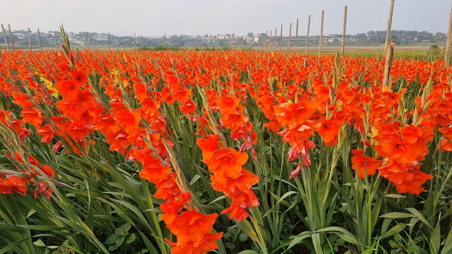 Gia đình bà Trần Thị Kim Liên (thôn 1, xã Trà Đa) để vườn hoa lay ơn nở đỏ đồng mà không thu hoạch. Ảnh: H.P