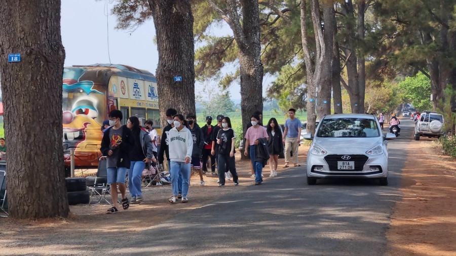 Đông đảo du khách tham quan hàng thông trăm tuổi, xã Nghĩa Hưng, huyện Chư Păh. Ảnh: Hà Phương