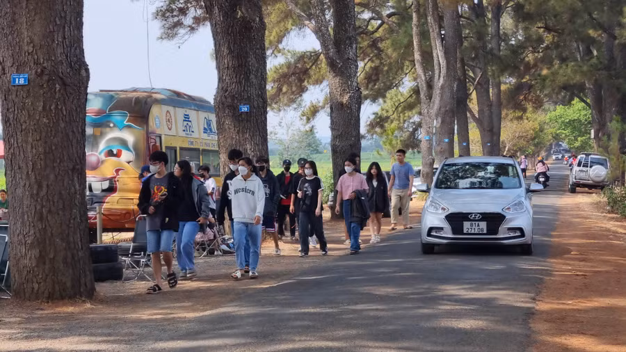 Đông đảo du khách tham quan hàng thông trăm tuổi, xã Nghĩa Hưng, huyện Chư Păh. Ảnh: Hà Phương