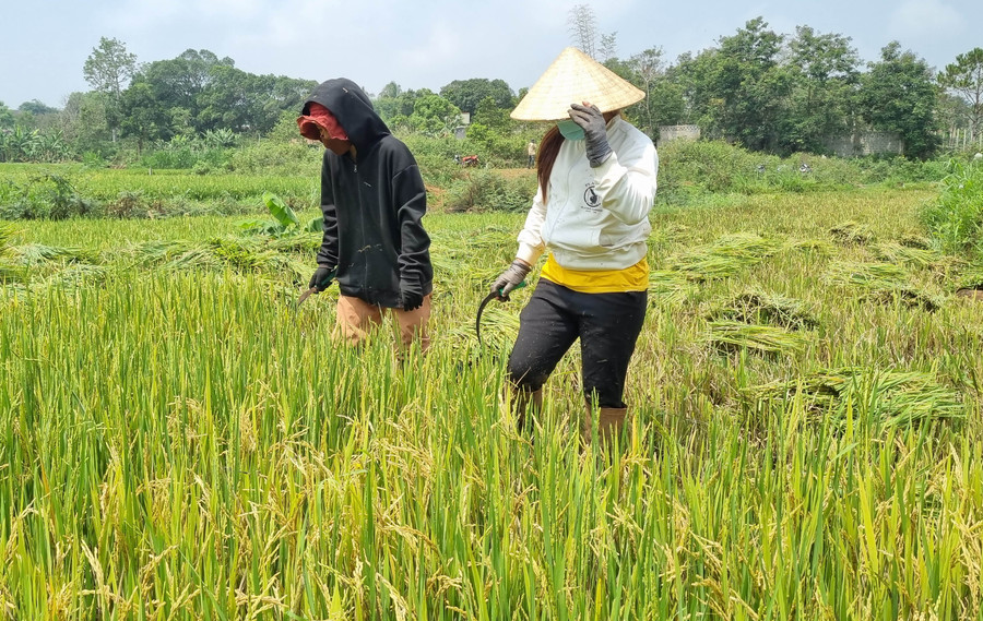 Bông lúa chín vàng là kết quả của một vụ mùa một nắng hai sương của bà con nông dân nơi đây.